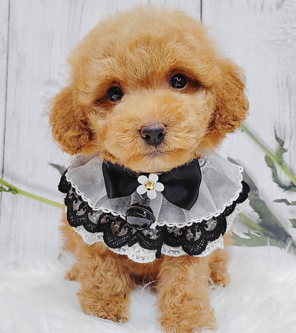 Poodle 璐靛娉拌开