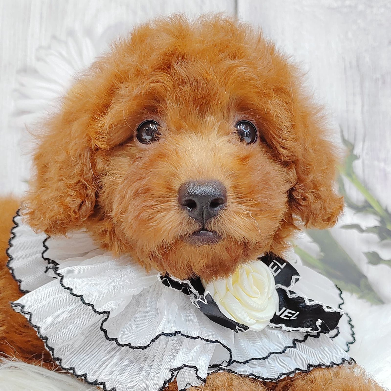 Poodle 璐靛娉拌开
