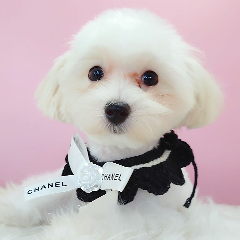 Maltipoo 马尔泰迪