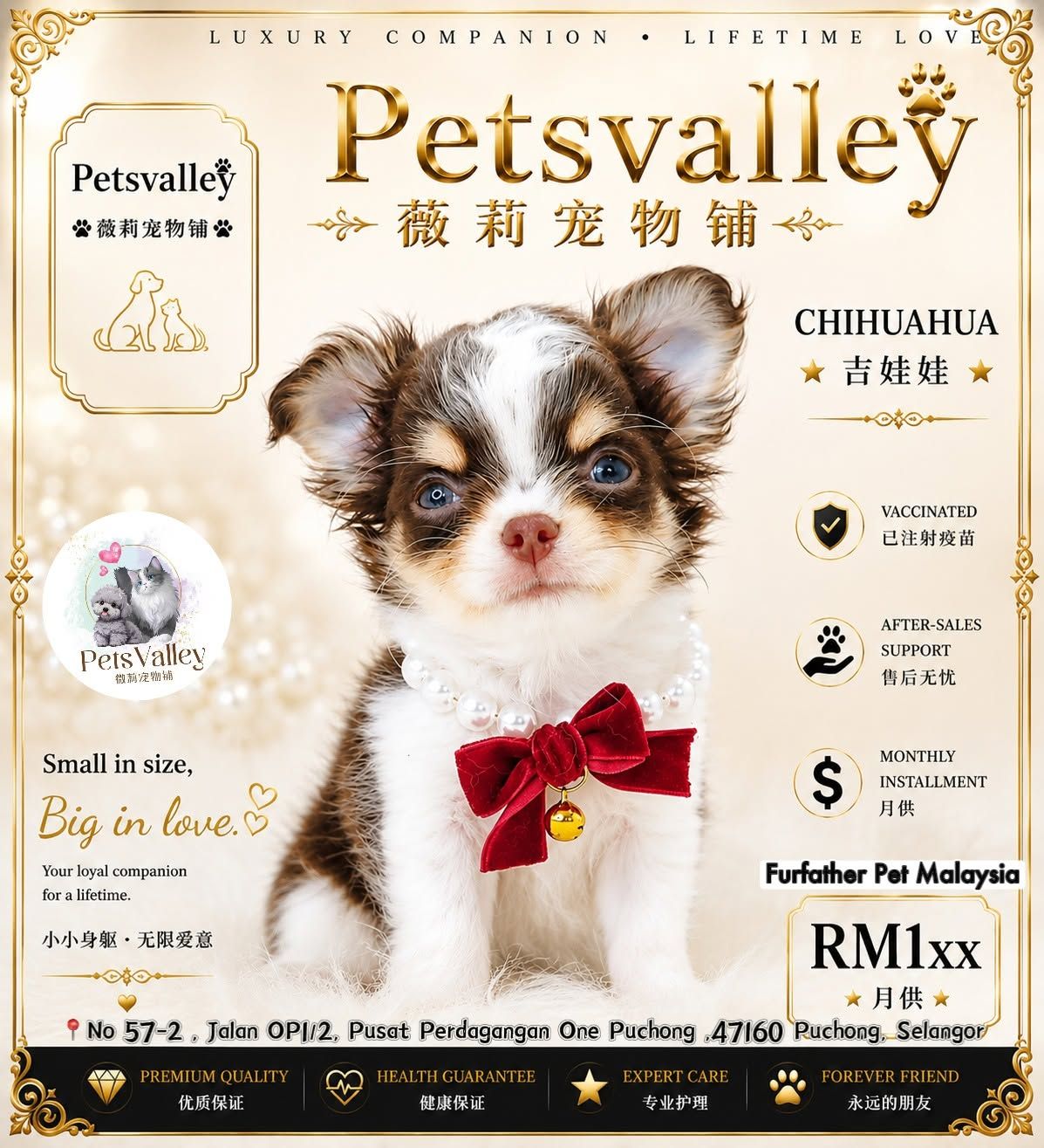 Chihuahua 吉娃娃
