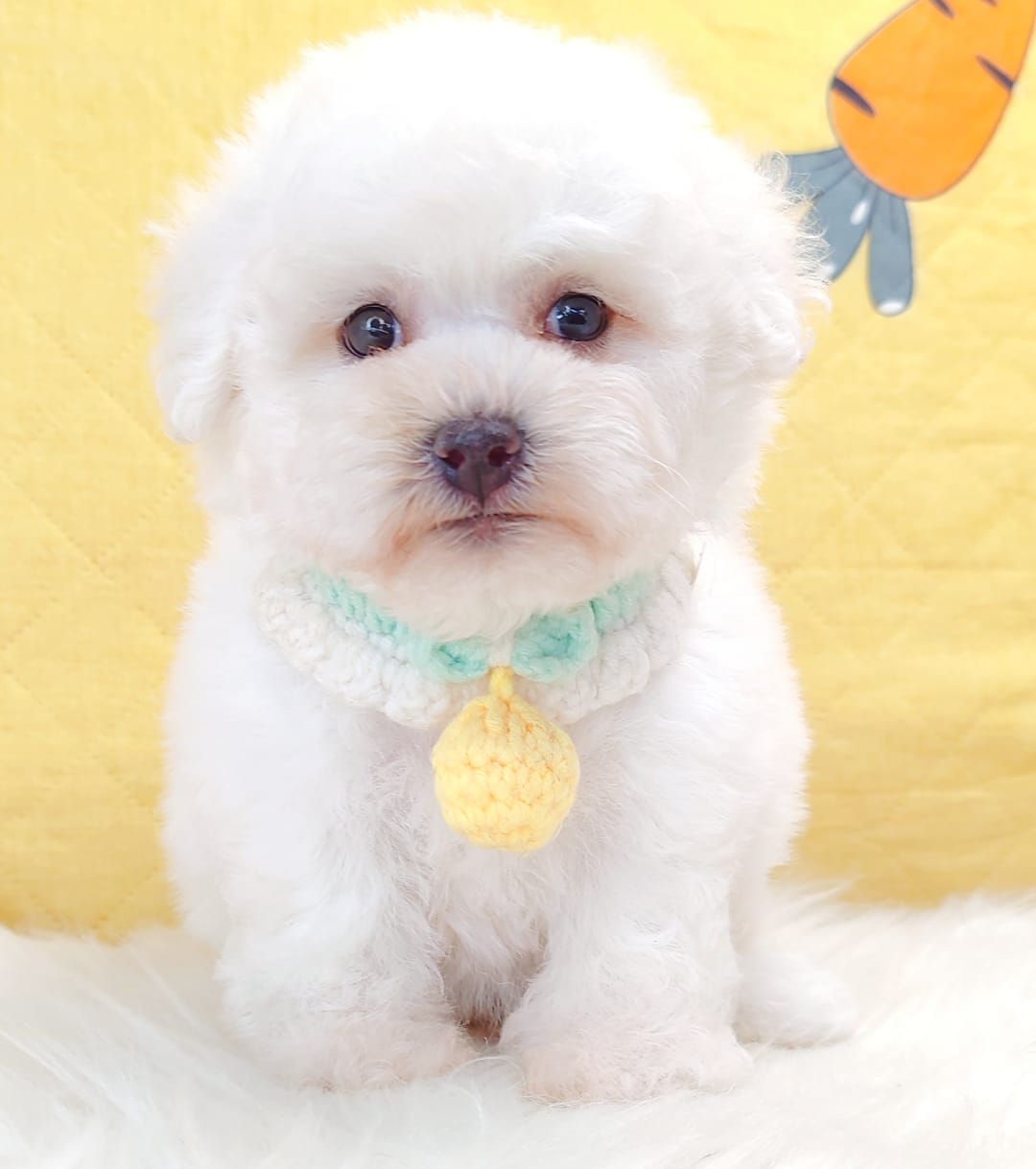 Bichon Frise 比熊