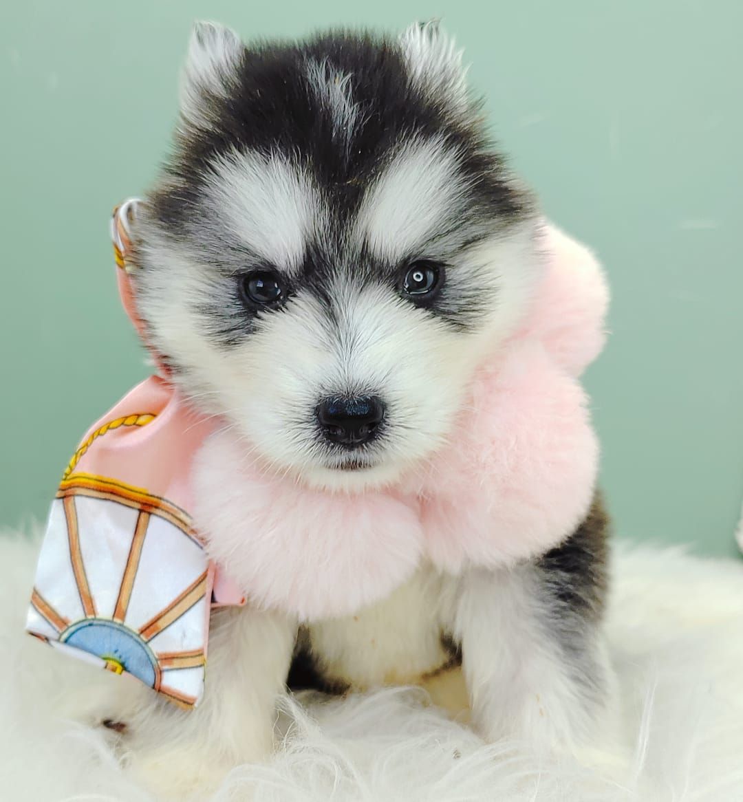 Pomsky 博士奇