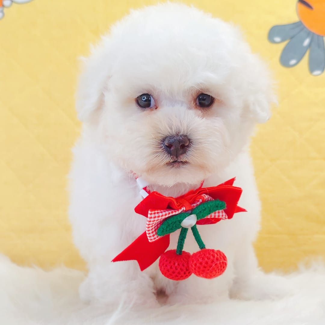 Bichon Frise 比熊