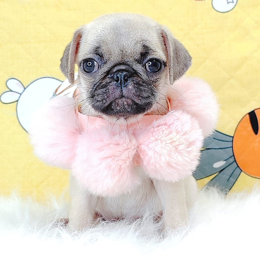 Pug 巴哥