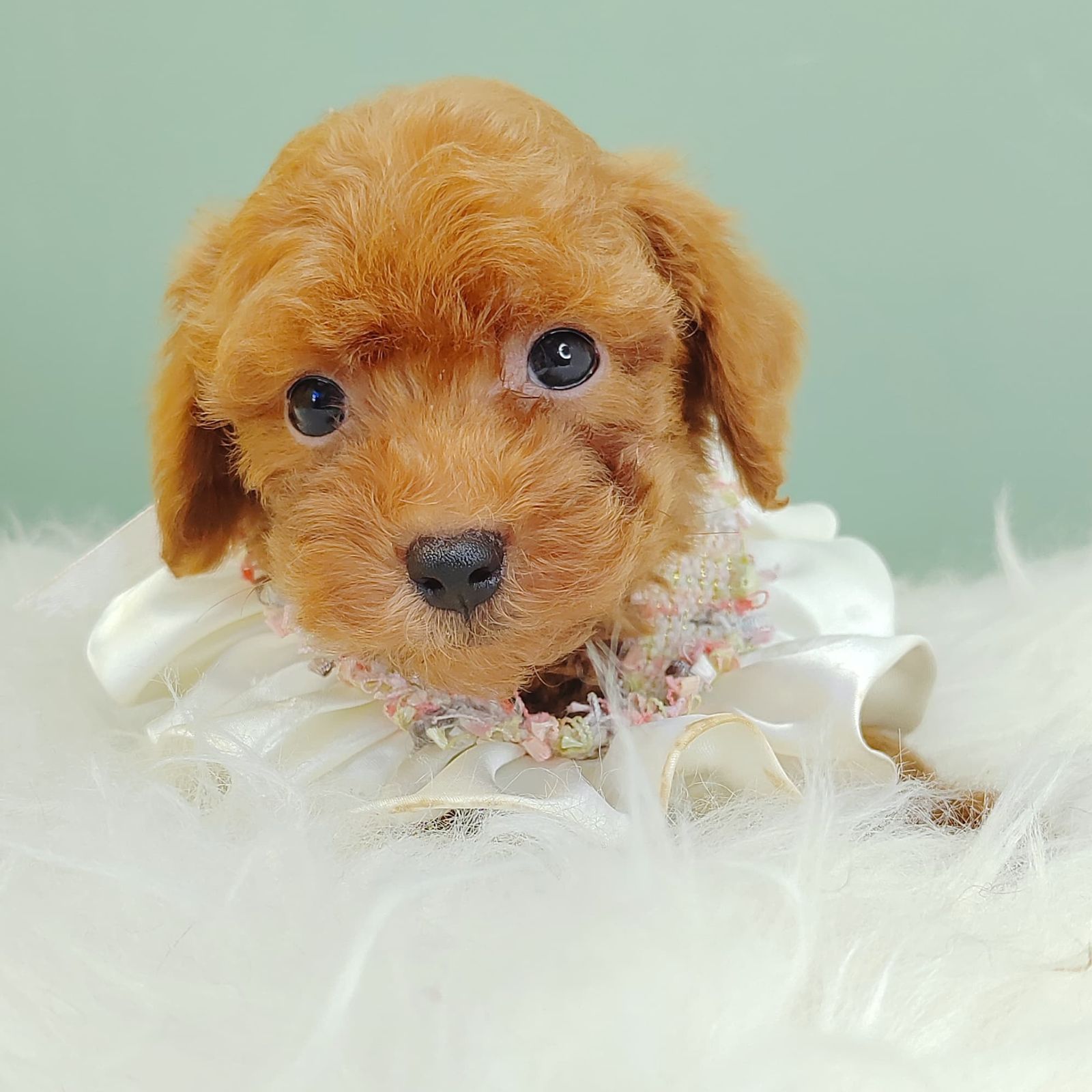 Poodle 璐靛娉拌开