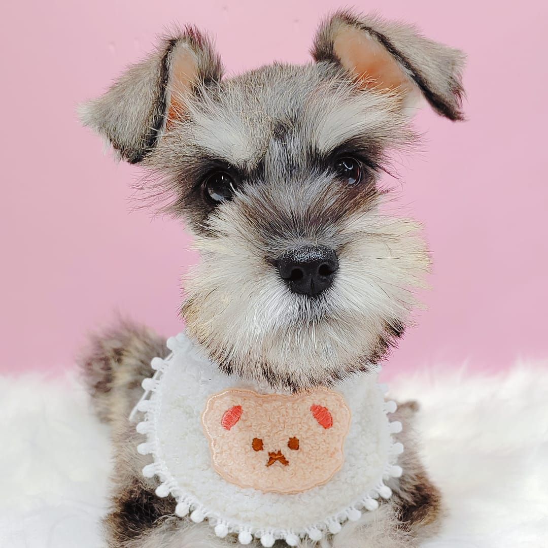 Schnauzer 雪纳瑞
