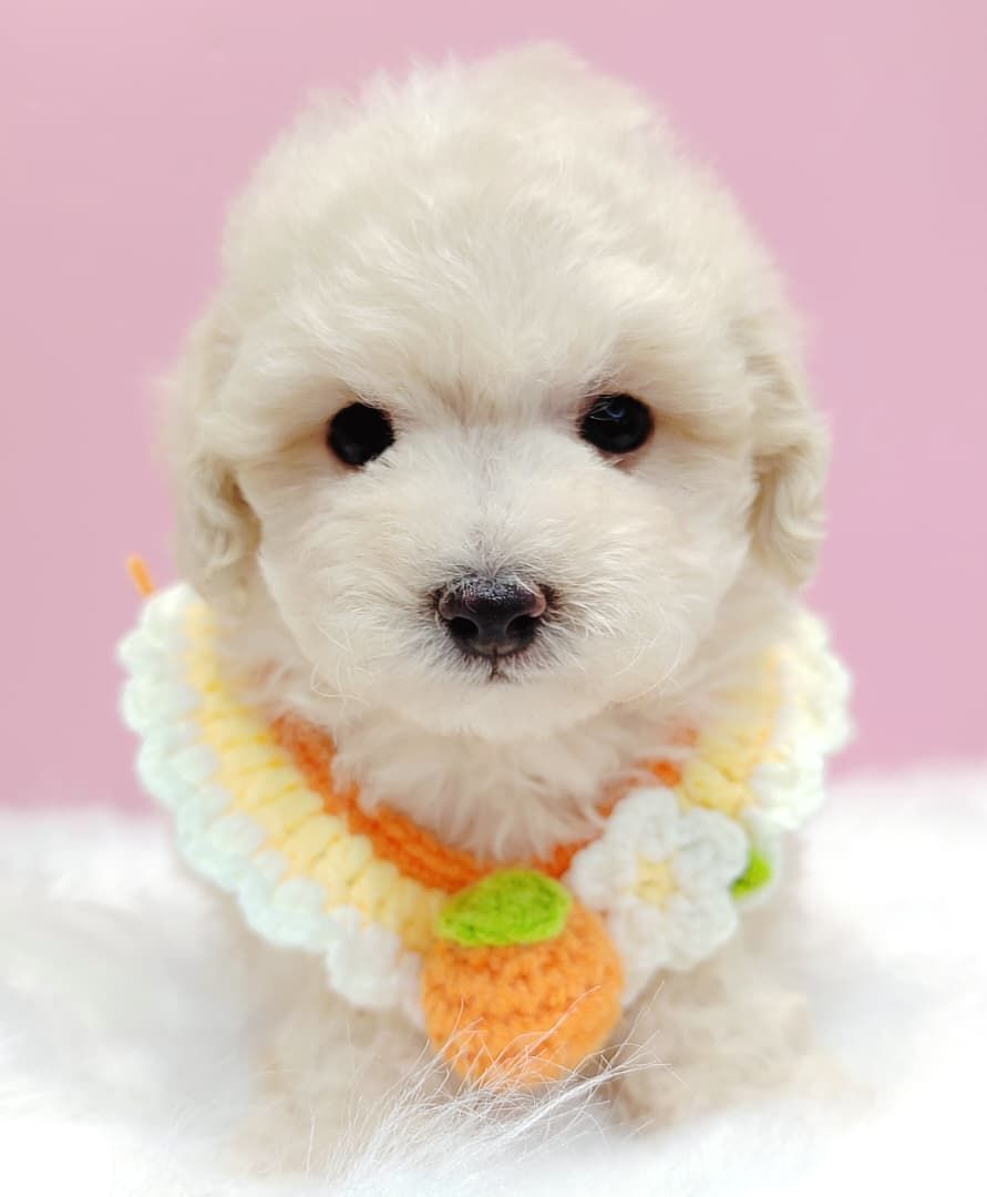 Maltipoo 马尔泰迪