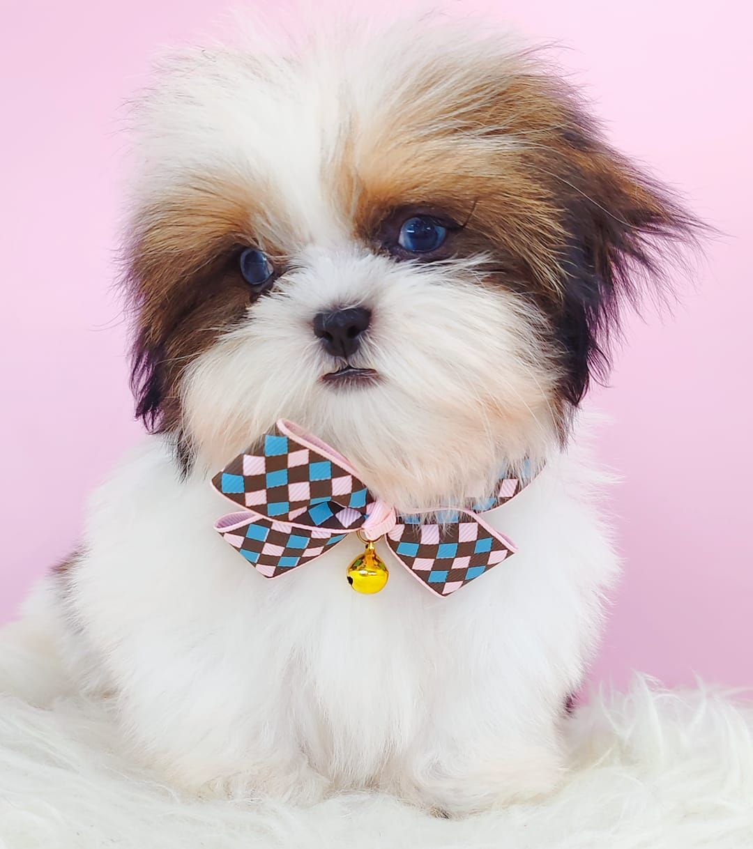Shih Tzu 西施