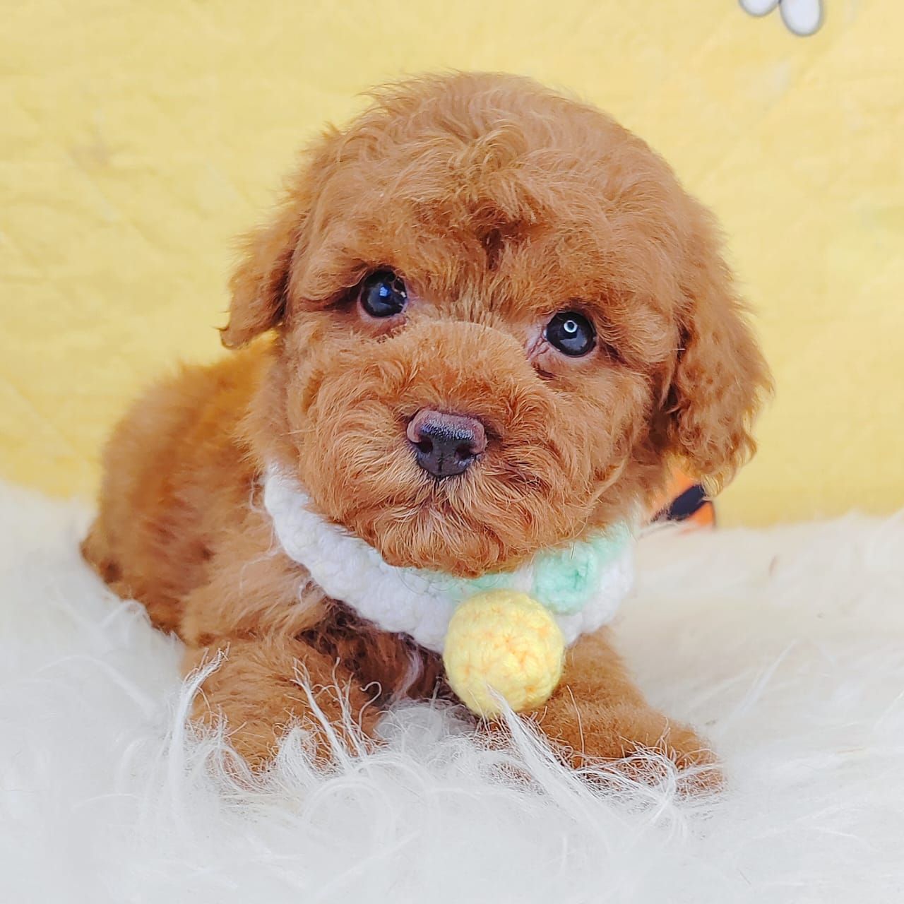 Poodle 娉拌开璐靛