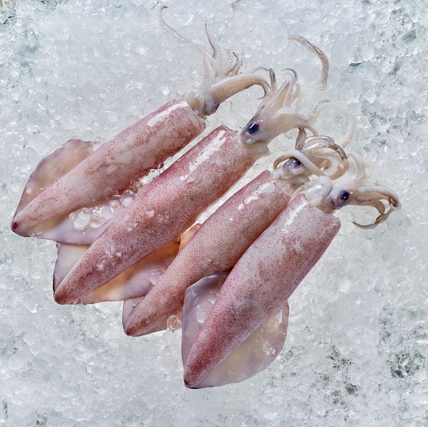 Sotong