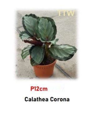 Buy Calathea 'Corona' | Rare Silver Prayer Plant for Sale (P12cm)