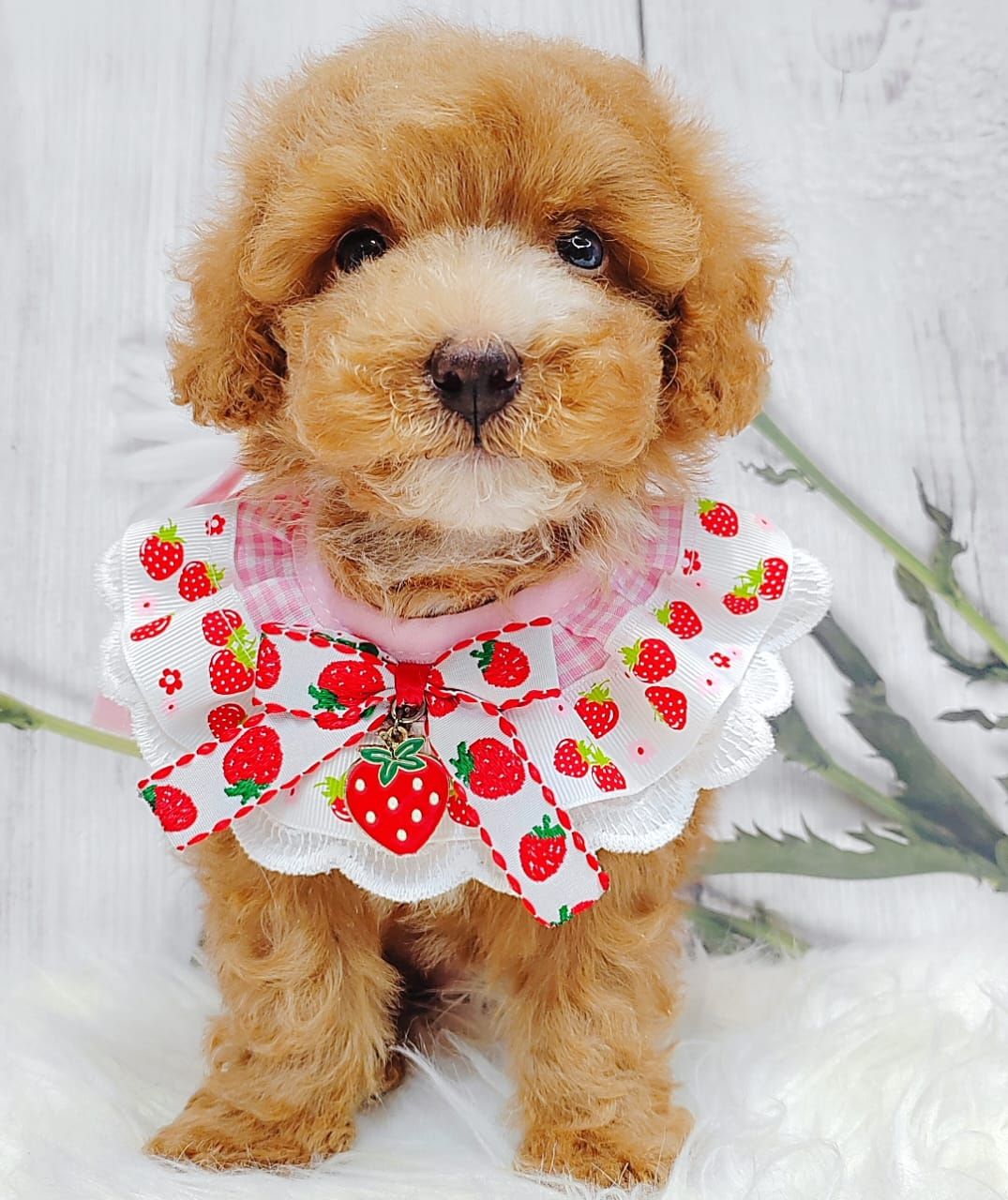 Maltipoo 马尔泰迪