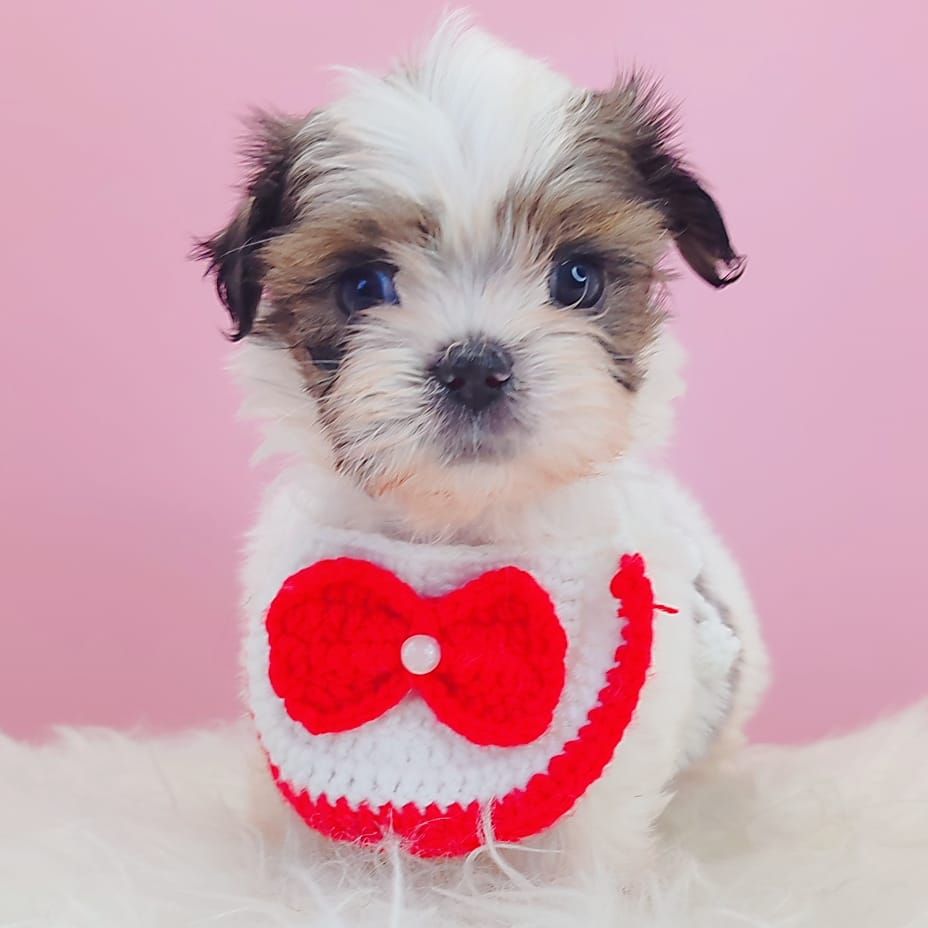Shih Tzu 西施