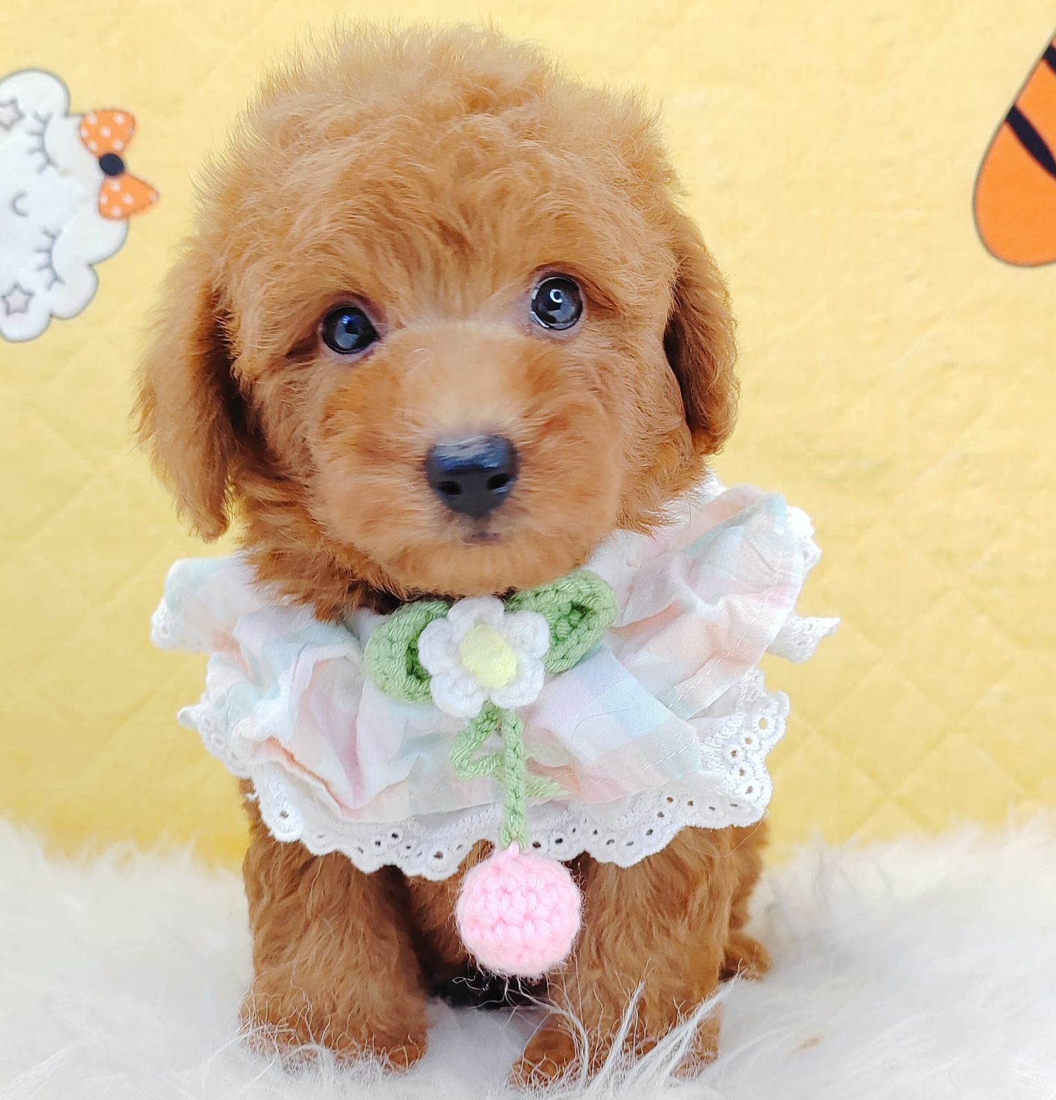 Poodle 璐靛娉拌开