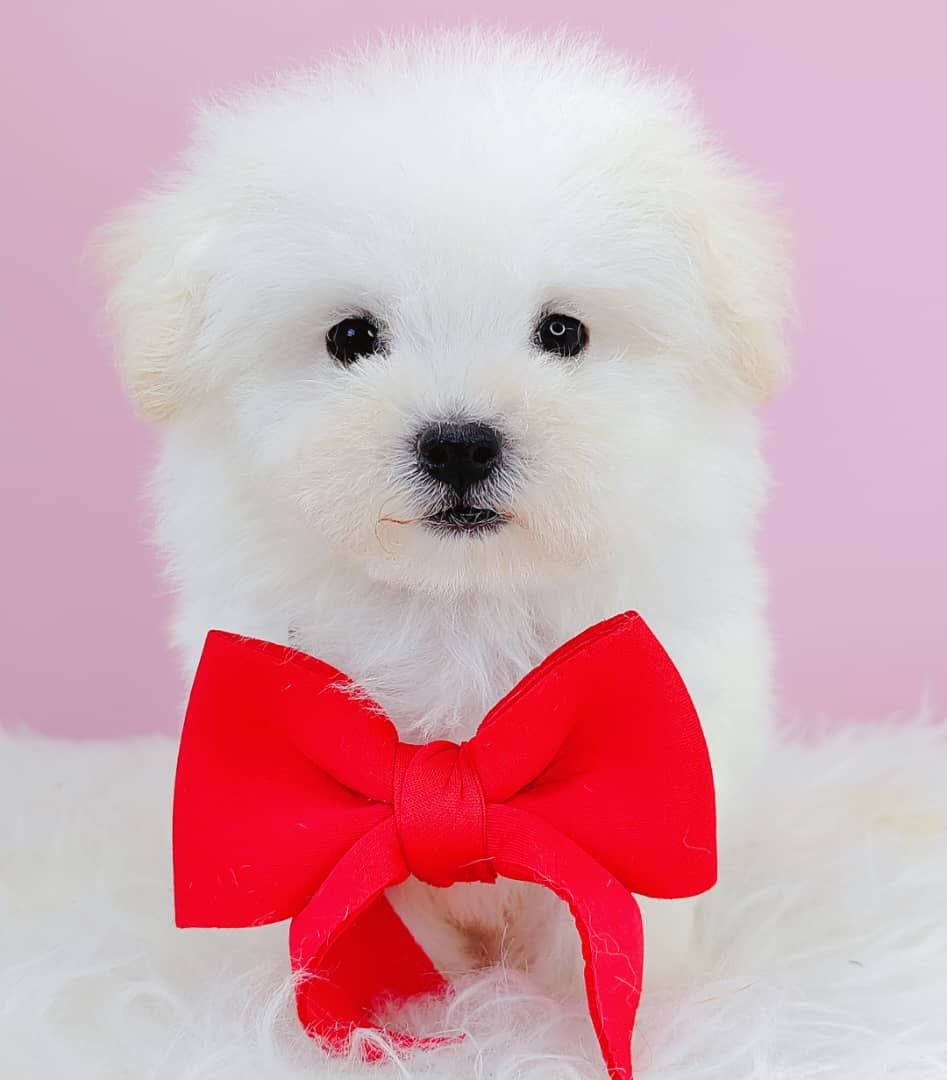 Maltipoo 马尔泰迪