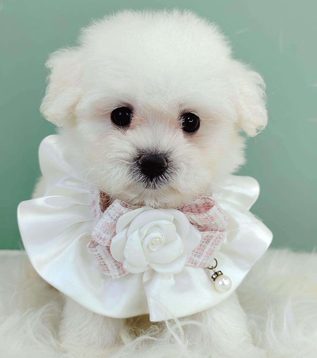 Maltipoo 马尔泰迪