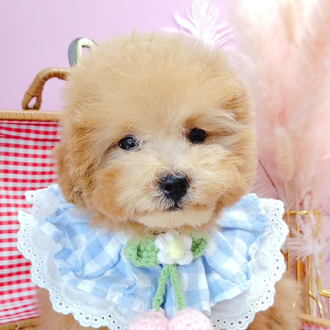Poodle 娉拌开璐靛