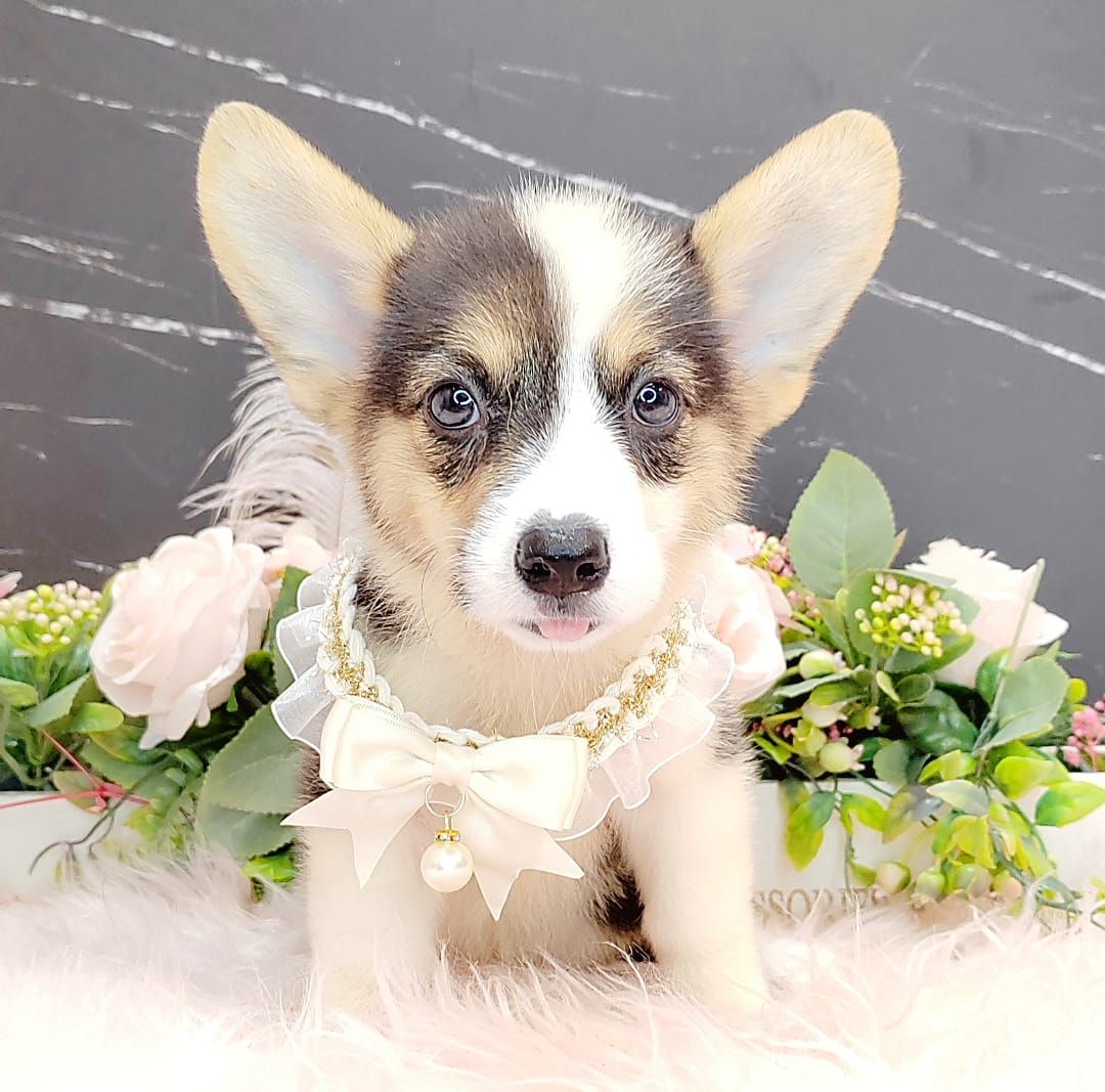 Welsh Corgi 柯基