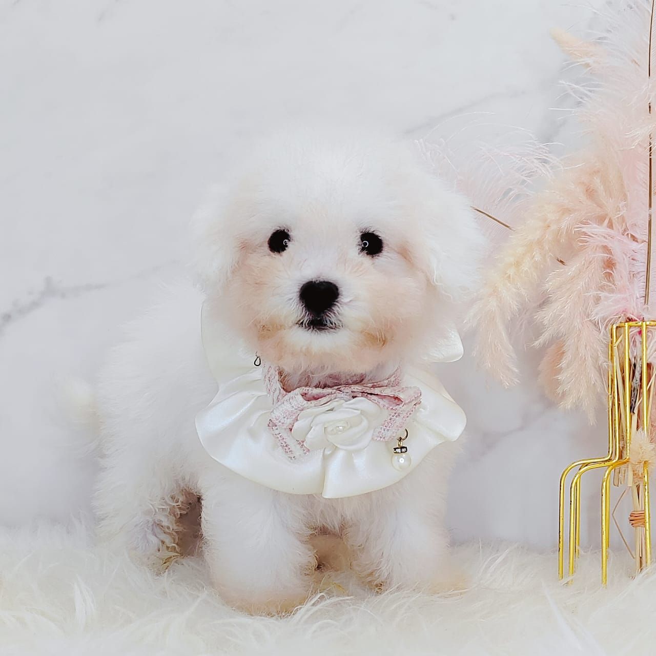 Bichon Frise 比熊