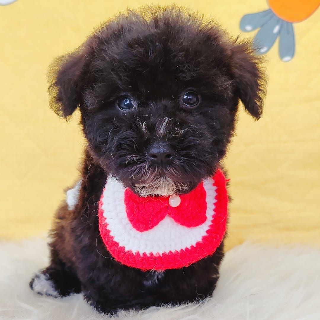Poodle 娉拌开璐靛
