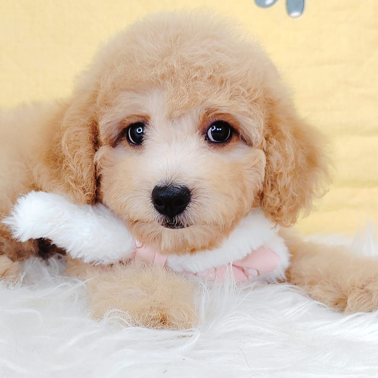 Poodle 娉拌开璐靛
