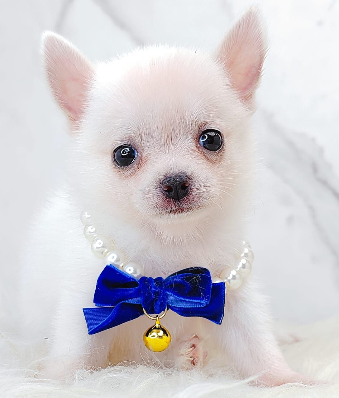 Chihuahua 吉娃娃