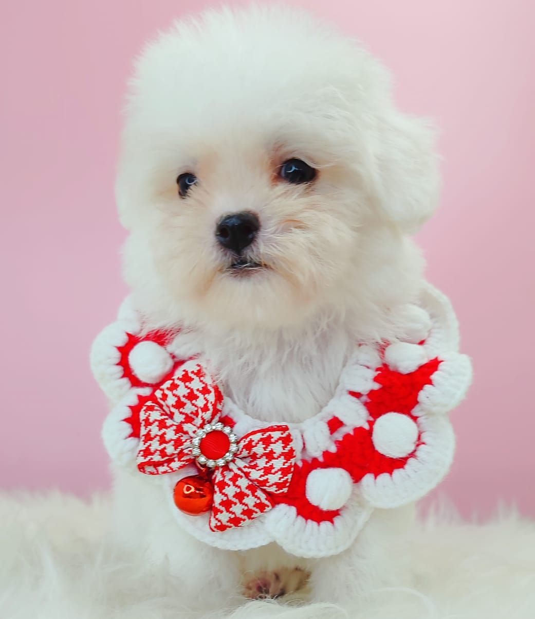 Bichon 比熊