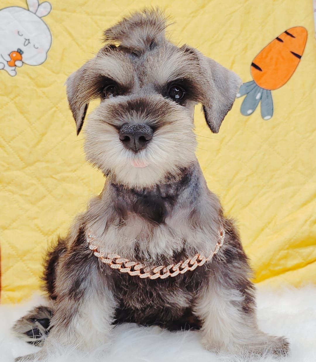 Schnauzer 雪纳瑞