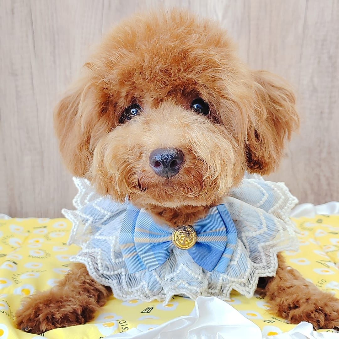 Poodle 娉拌开璐靛