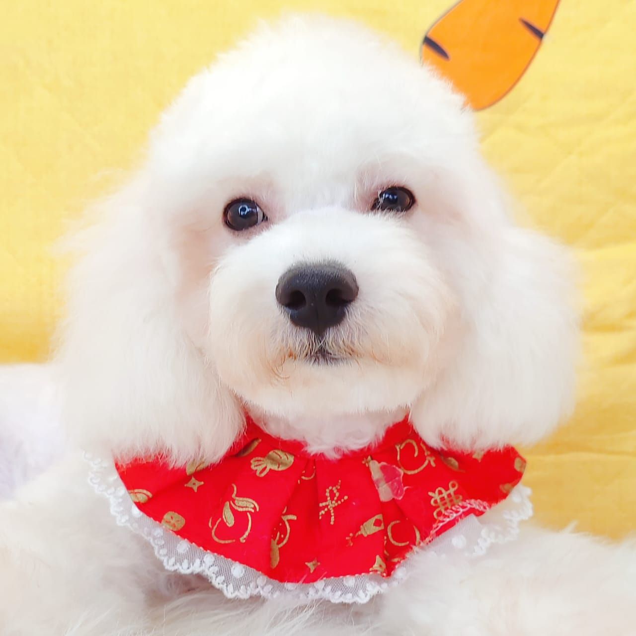 Maltipoo 马尔泰迪
