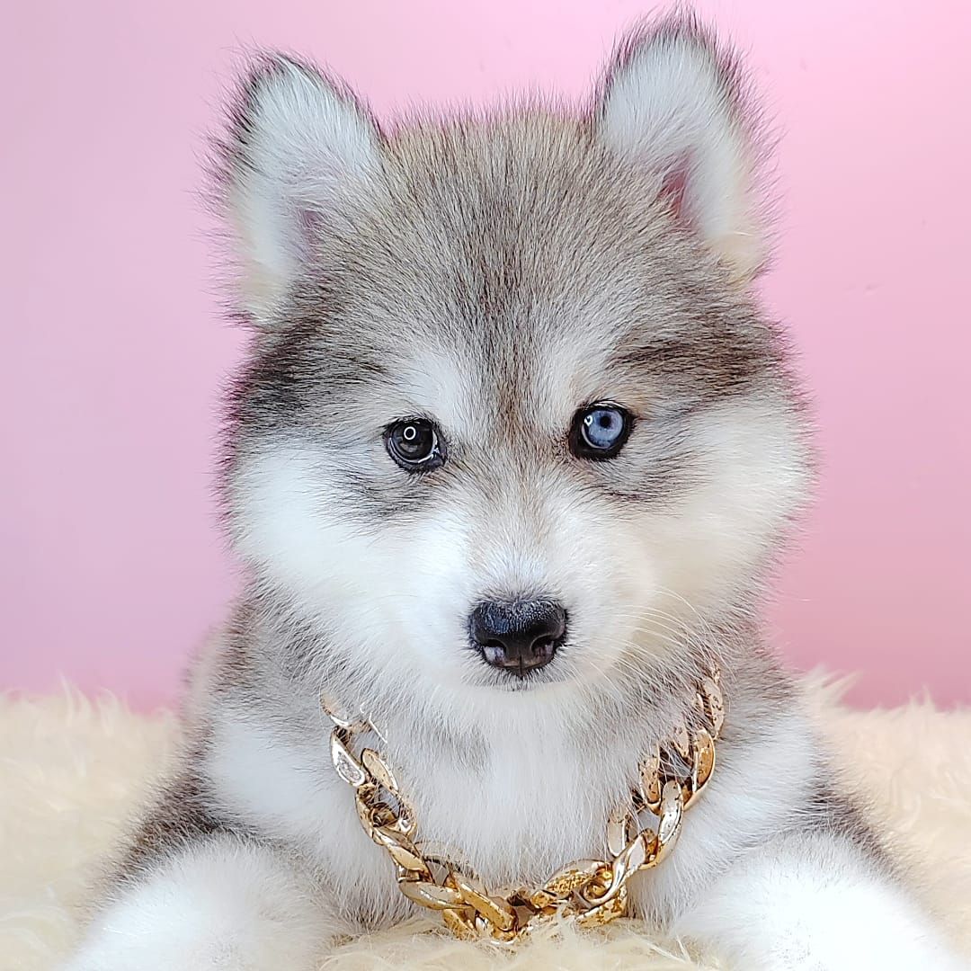 Alaskan Husky 阿拉斯加哈士奇