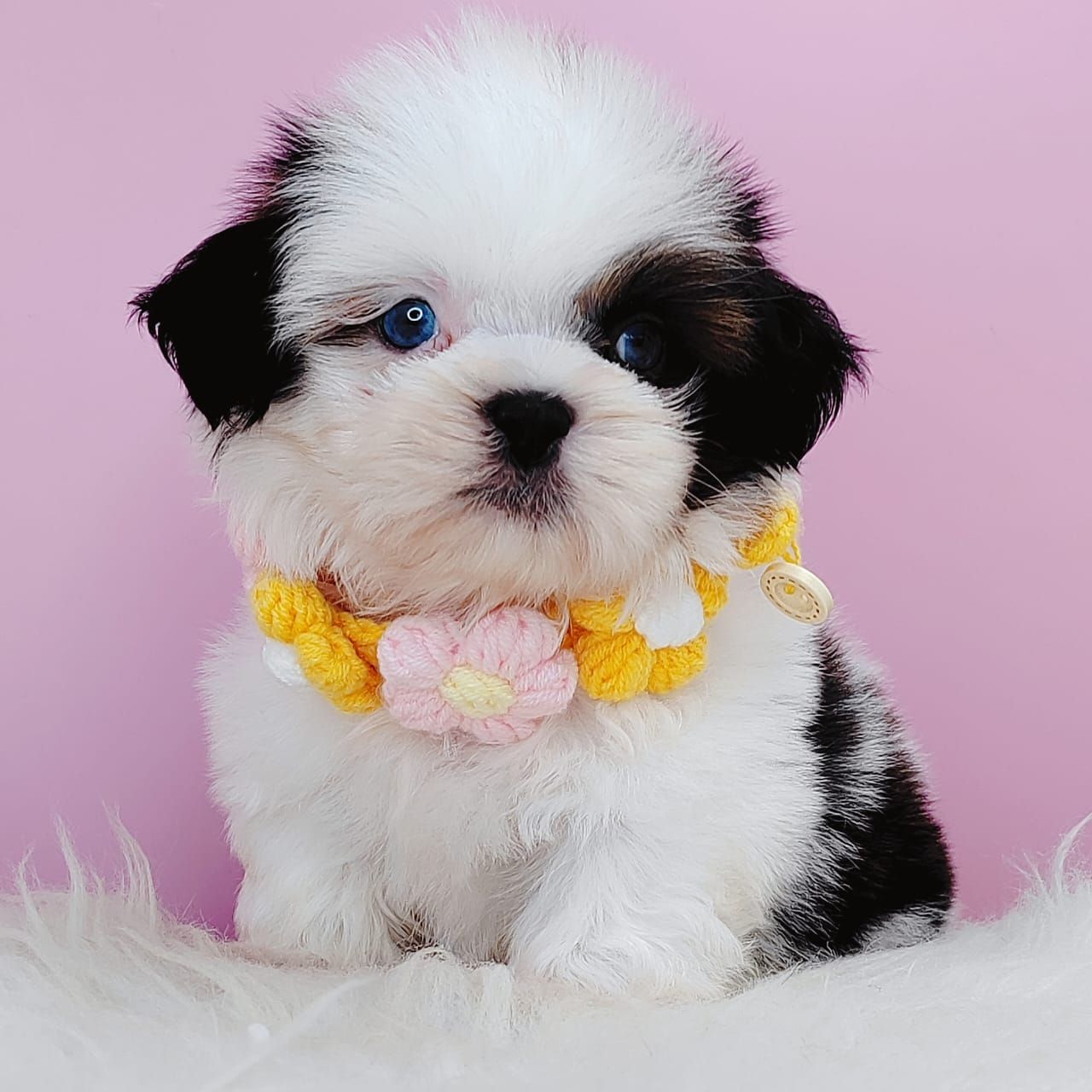 Shih Tzu 西施