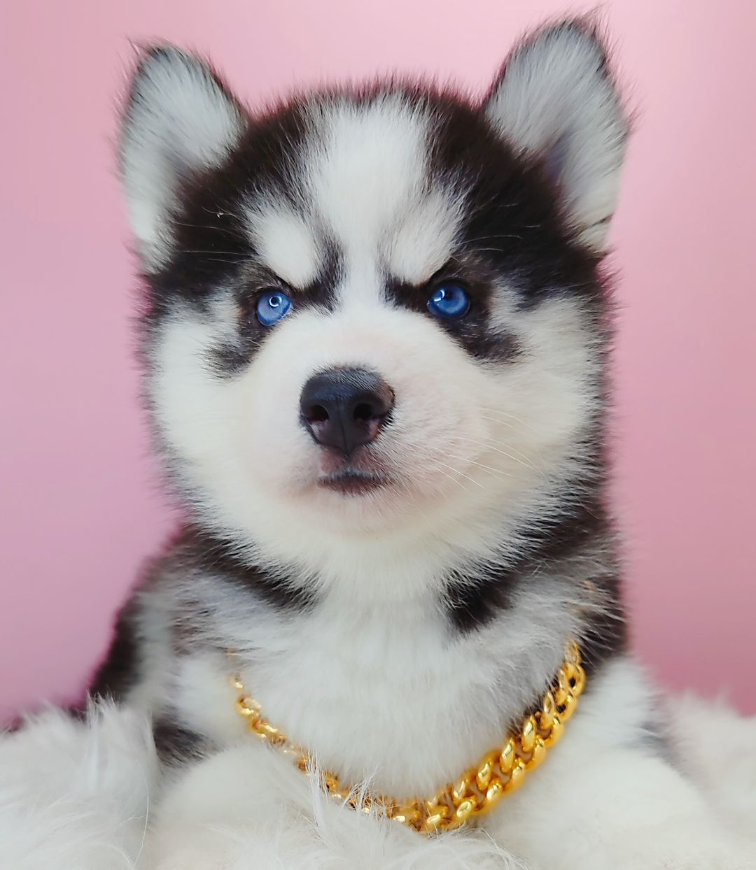 Wooly Husky 长毛哈士奇