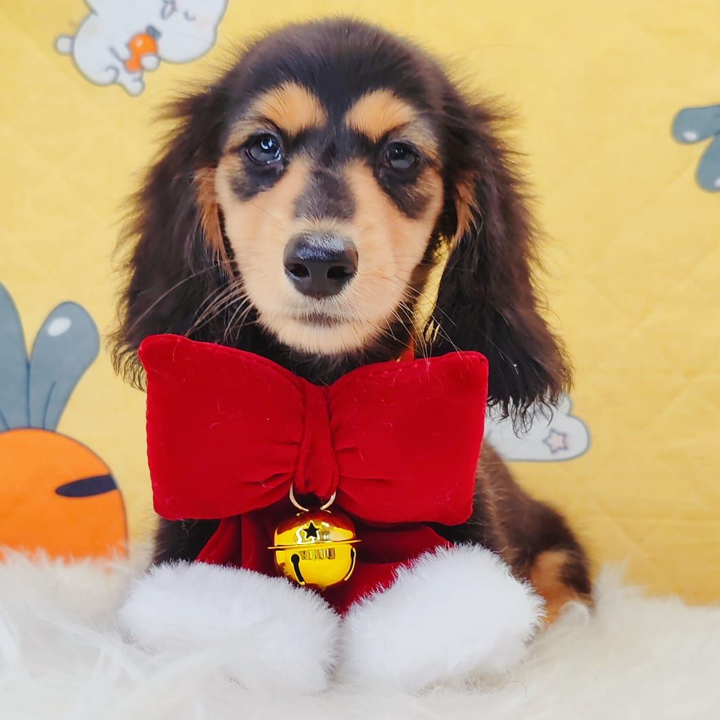 Dachshund 腊肠狗