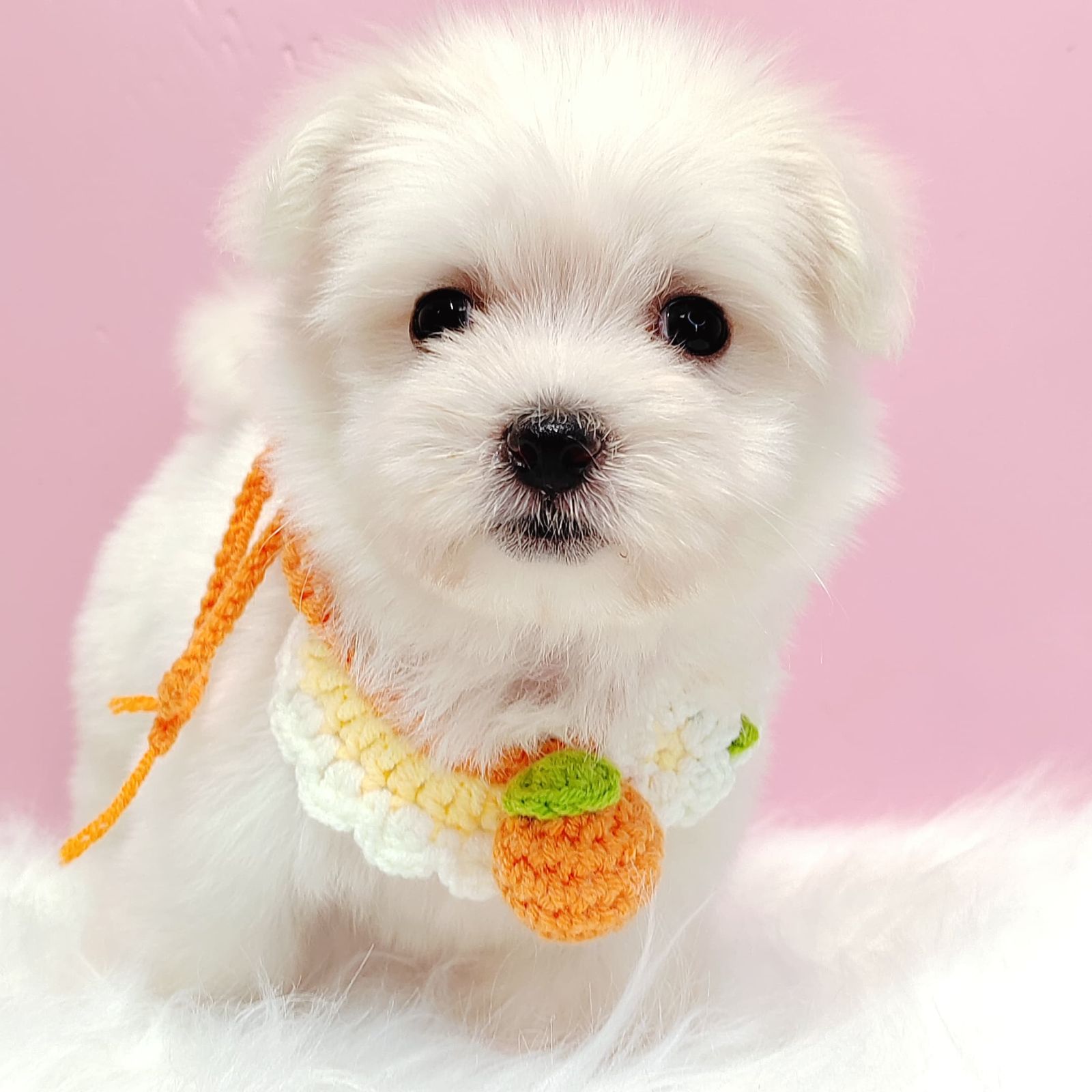 Maltipoo 马尔泰迪