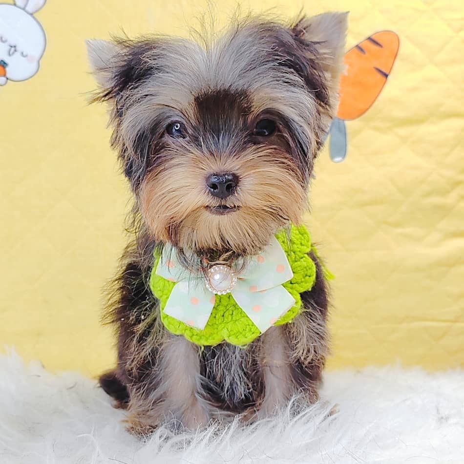 Yorkshire Terrier 约克夏