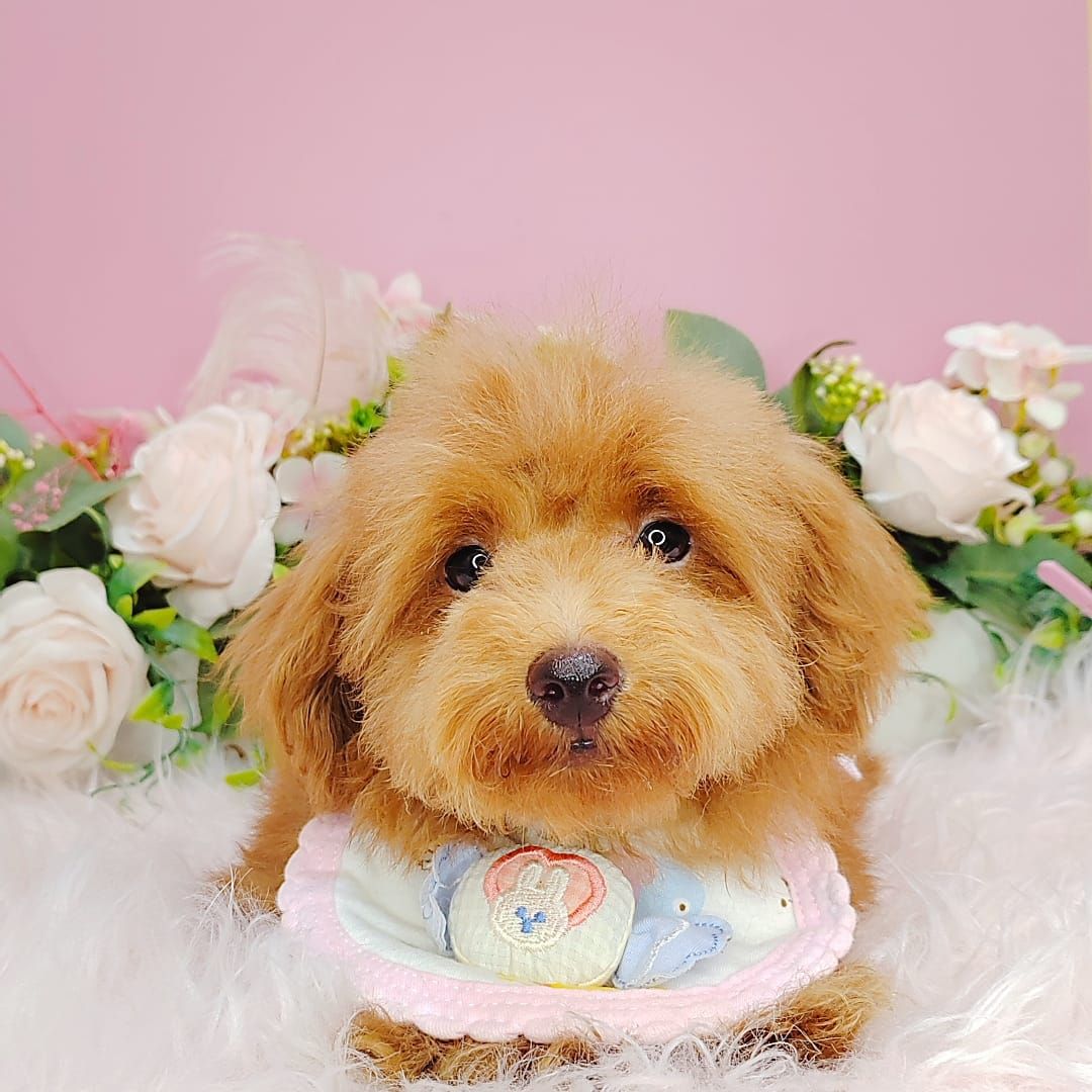 Poodle 娉拌开璐靛