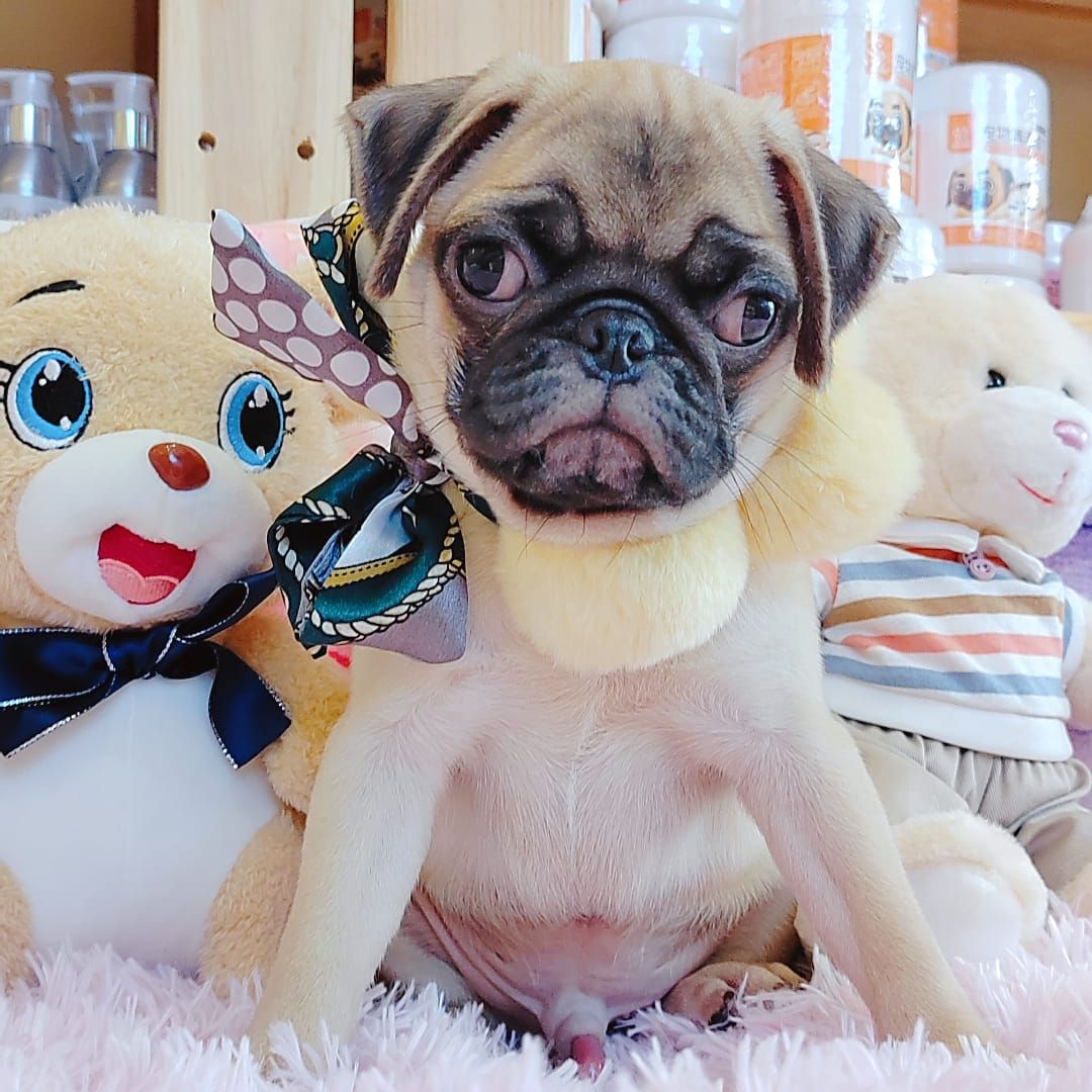 Pug 巴哥