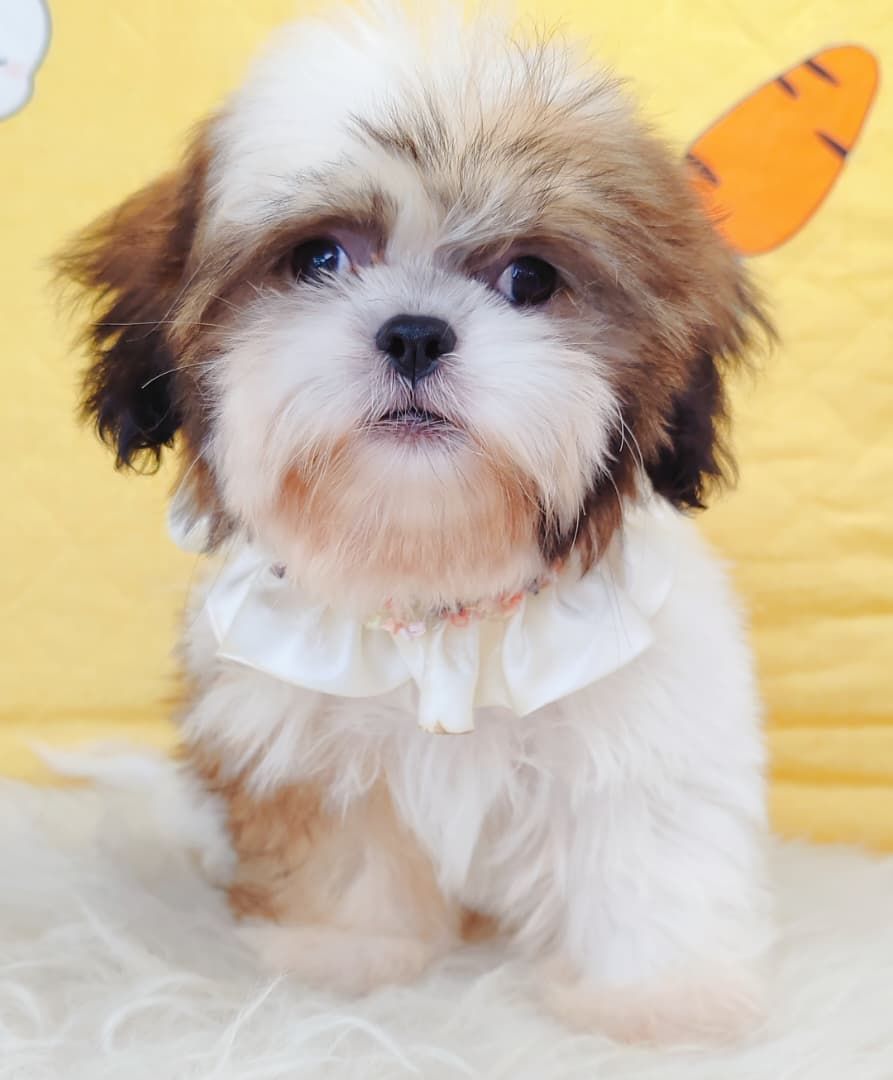 Shih Tzu 西施