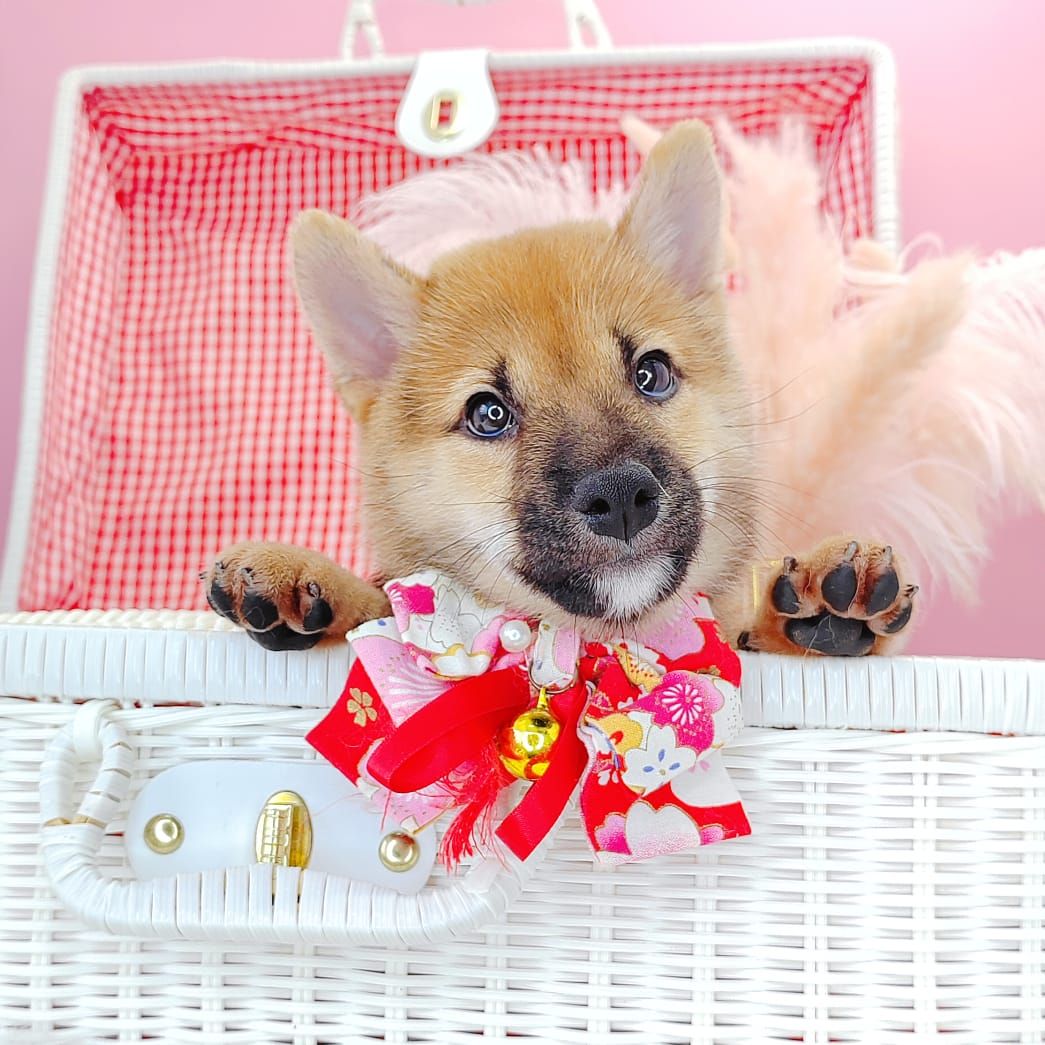 Shiba Inu 柴犬