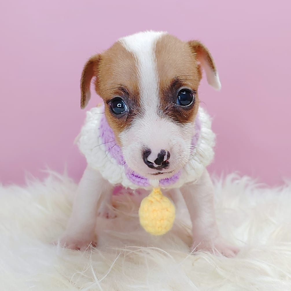 Jack Russell Terrier 杰克罗素梗