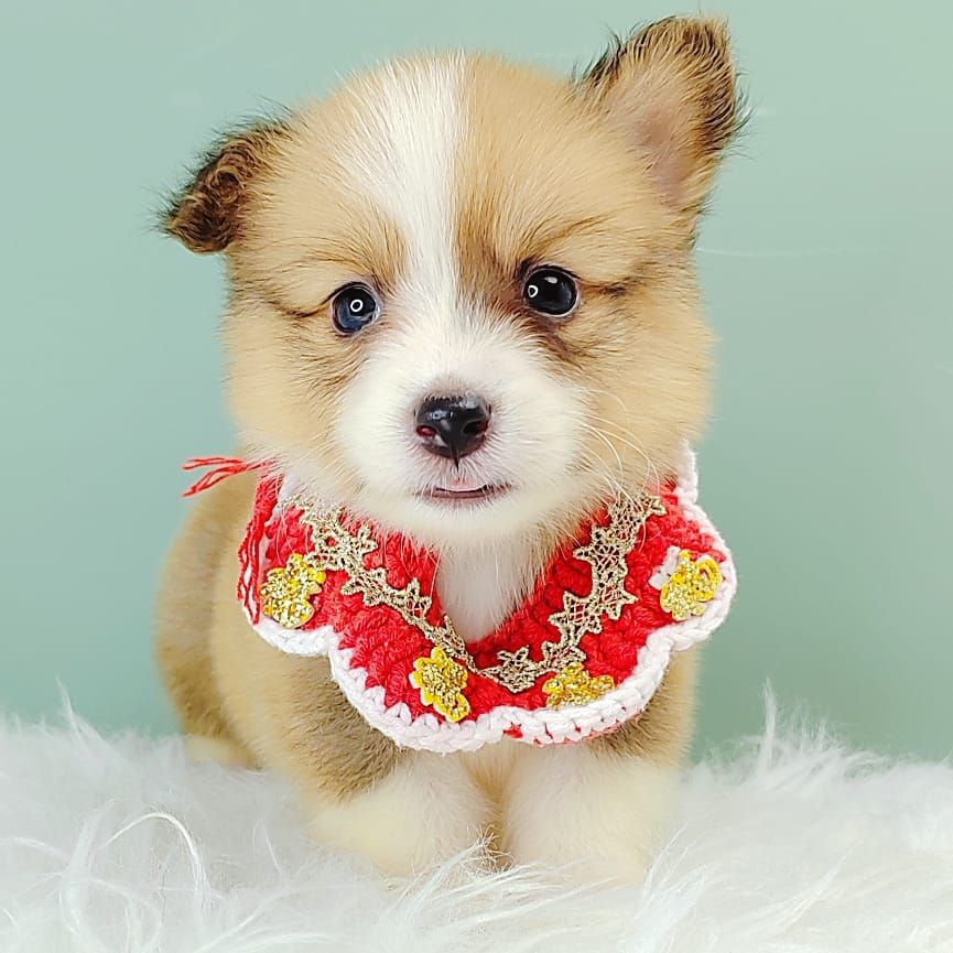 Corgi 柯基
