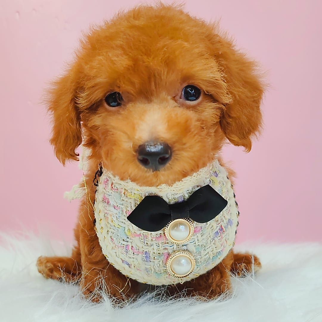Poodle 娉拌开璐靛