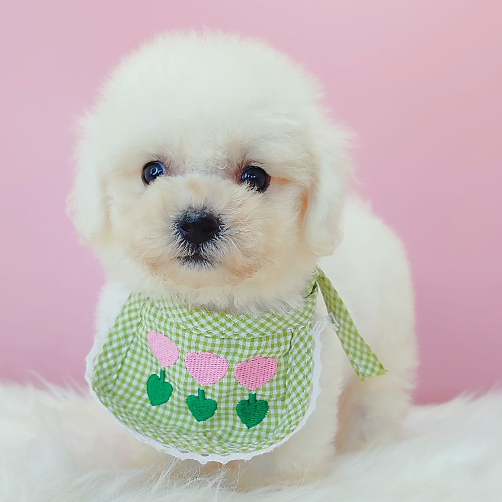 Bichon Frise 比熊