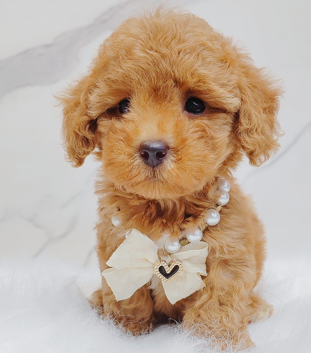 Poodle 娉拌开璐靛