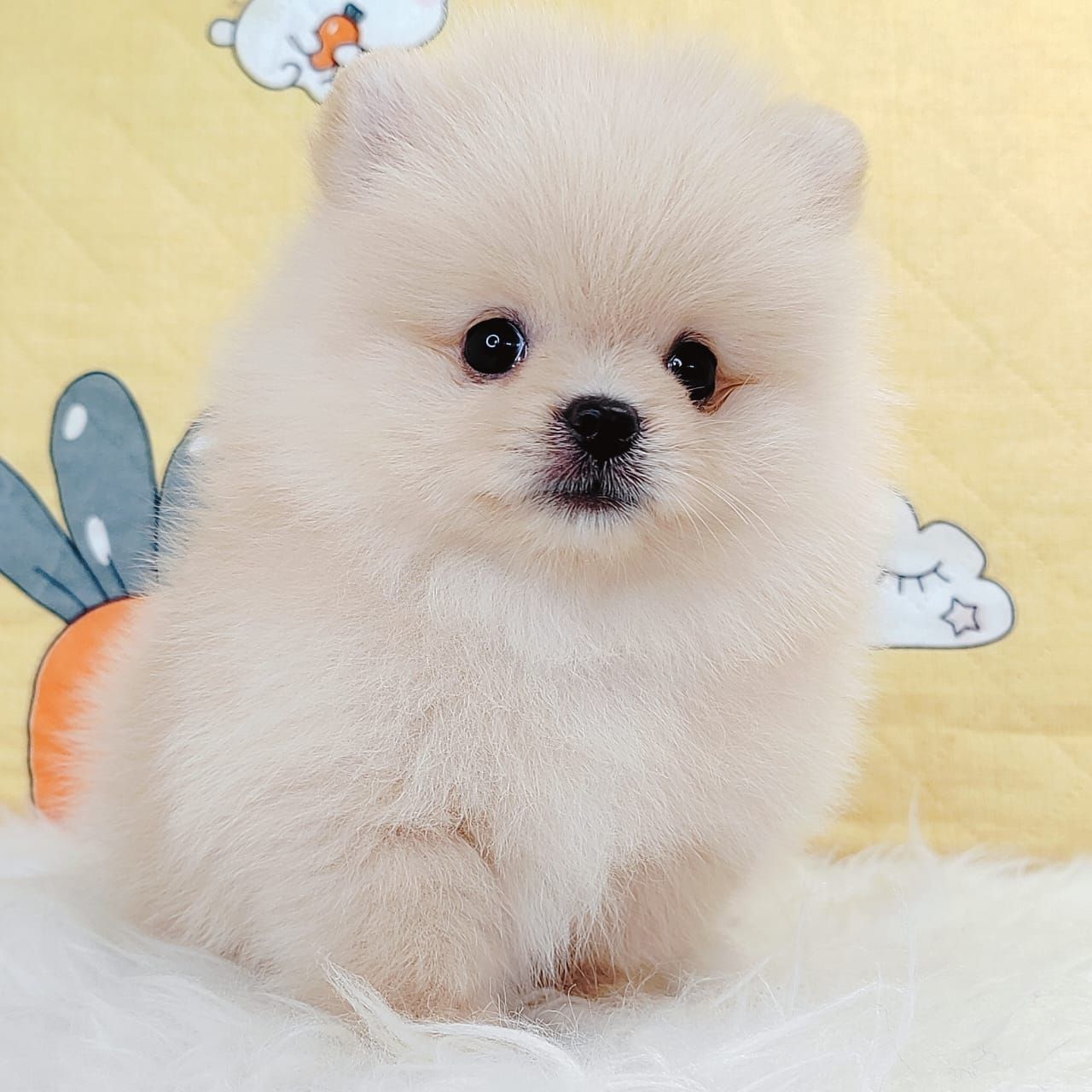 Pomeranian 博美