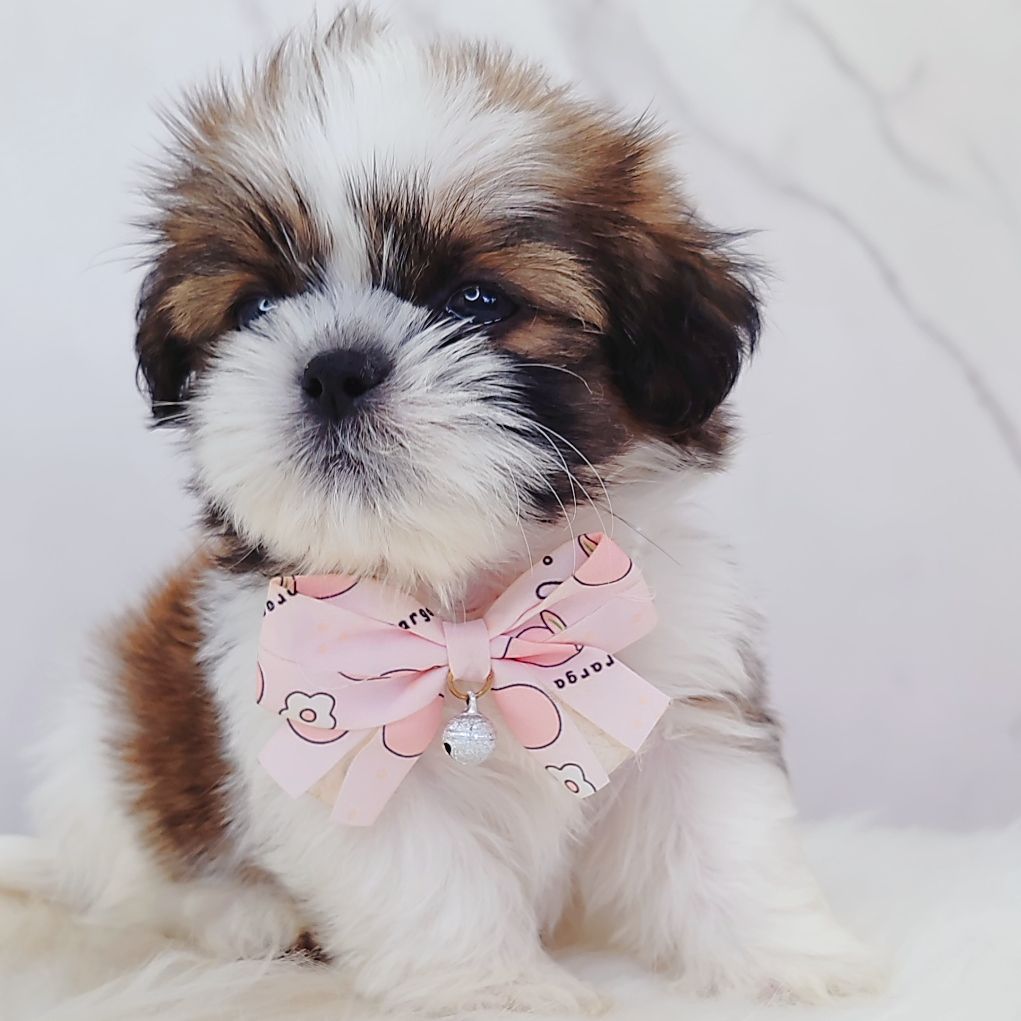 Shih Tzu 西施