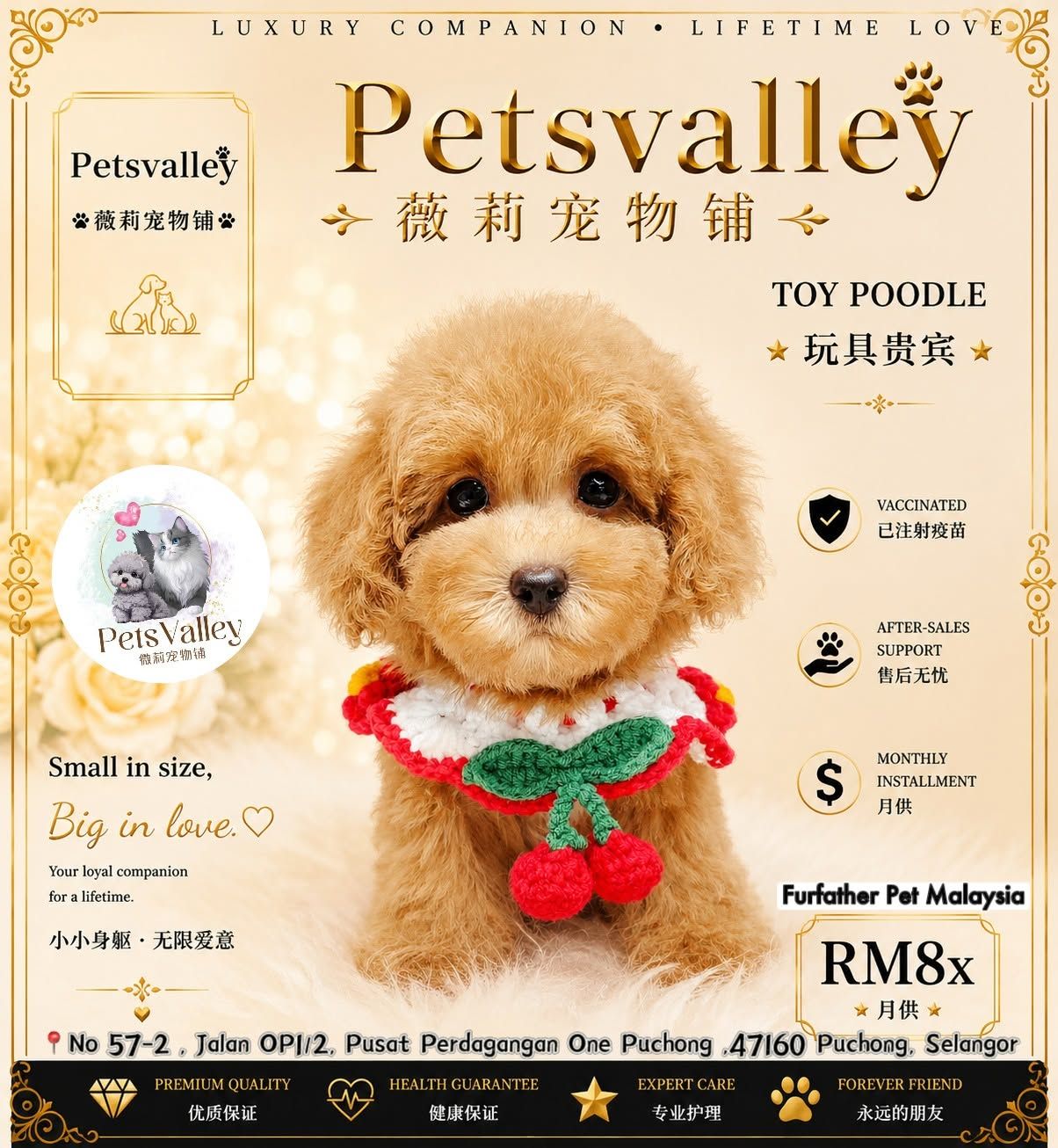 Poodle 娉拌开璐靛