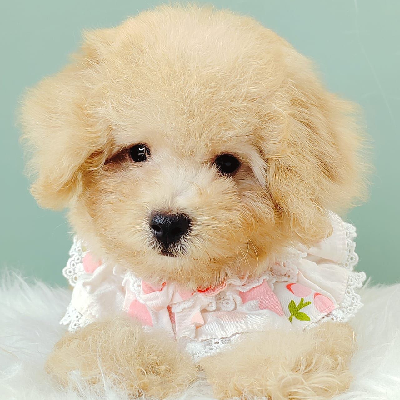 Poodle 娉拌开璐靛