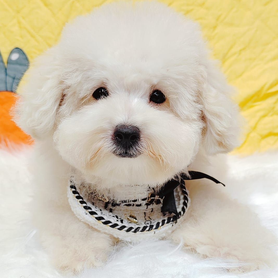 Bichonpoo 泰迪熊